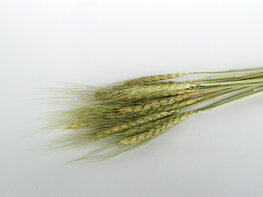 Gedroogde tarwe