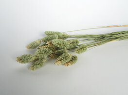 Gedroogde phalaris naturel