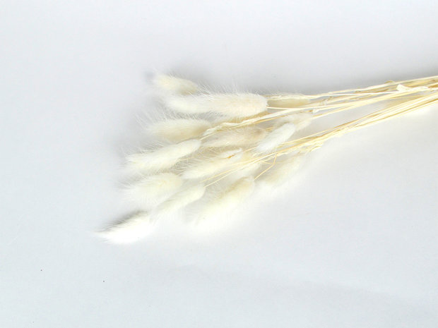 doopsuiker droogbloemen wit