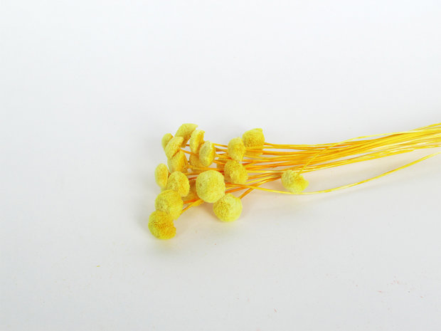 doopsuiker droogbloemen geel