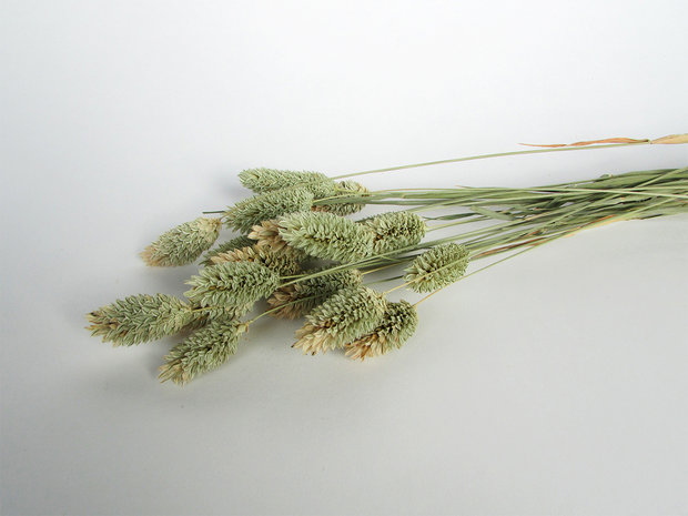 Gedroogde phalaris naturel