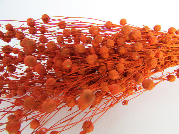 Droogbloemen vlas oranje
