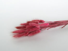 Gedroogde lagurus donkerroze