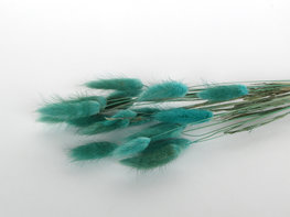 Gedroogde lagurus turquoise