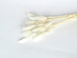 Gedroogde lagurus wit