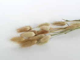 Gedroogde lagurus naturel