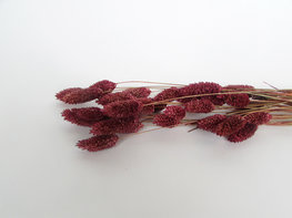 Gedroogde phalaris aubergine