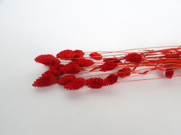 Gedroogde phalaris terra red