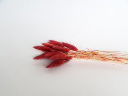 Gedroogde lagurus magnolia