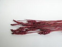 Gedroogde tarwe aubergine