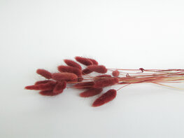 Gedroogde lagurus cayenne