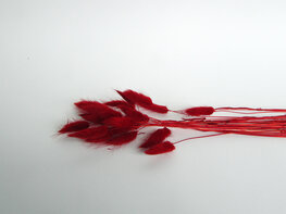 Gedroogde lagurus terra red