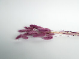 Gedroogde lagurus lila