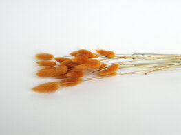 Gedroogde lagurus oker