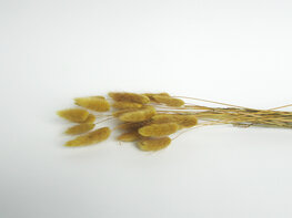 Gedroogde lagurus licht oker