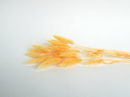 Gedroogde lagurus abrikoos